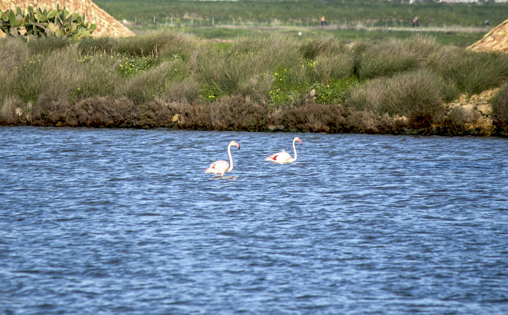 Riserva delle Saline Trapani