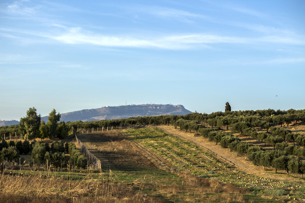 La campagna di Guarrato vista Erice